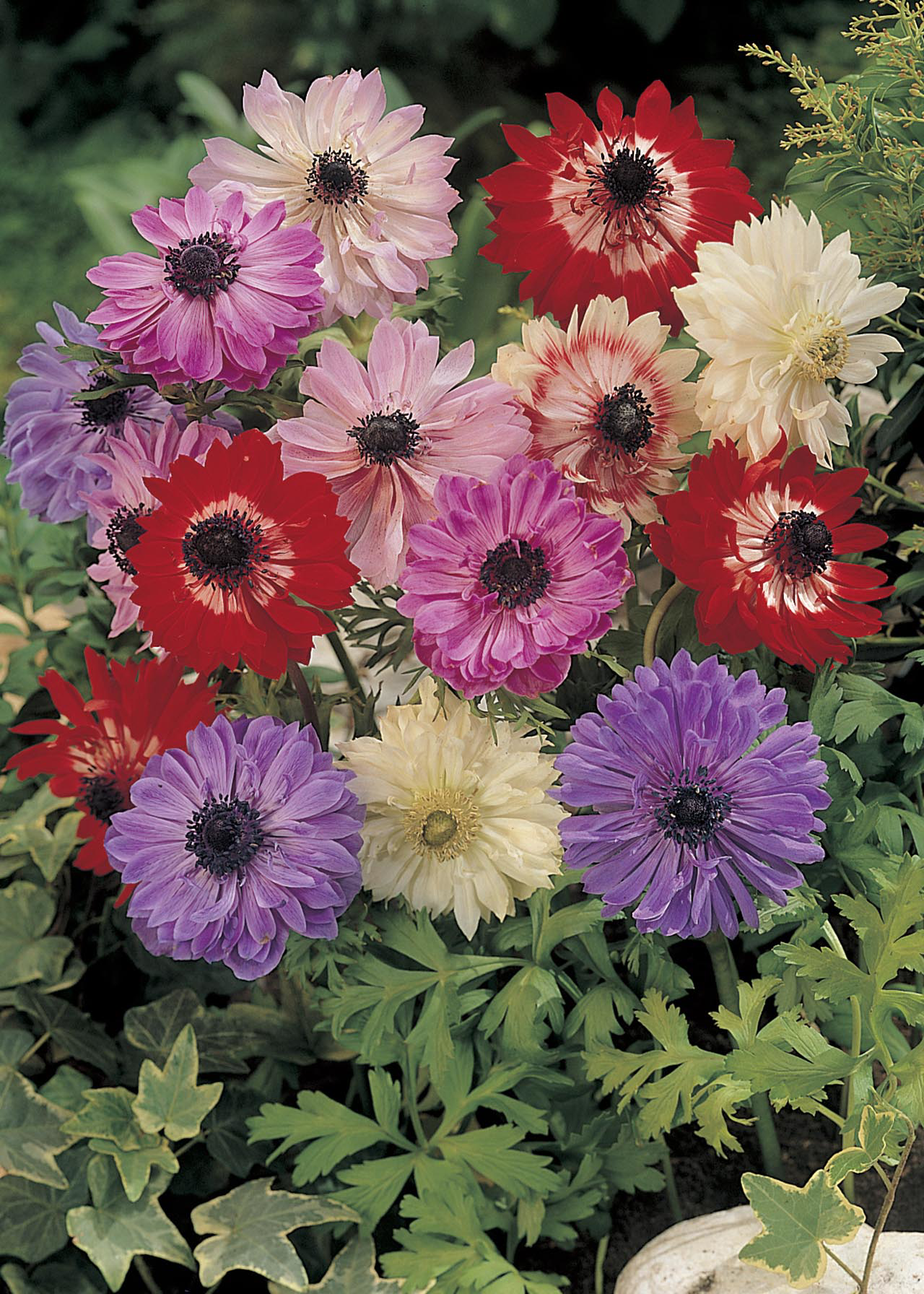 Anemone St Brigid Mix pack of 10