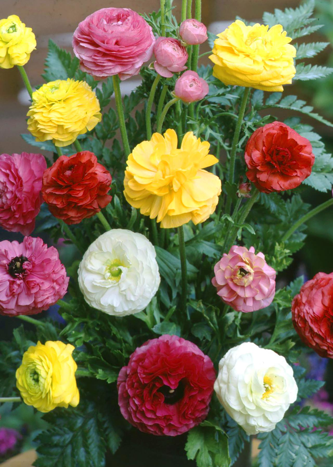 Ranunculus pack of 10