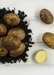 Seed Potato Duke of York 1kg