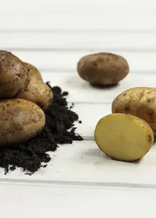Seed Potato Duke of York 1kg