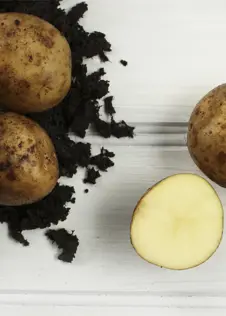 Potato Maris Piper 1.5kg