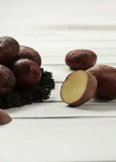 Seed Potato Red Duke of York 1kg