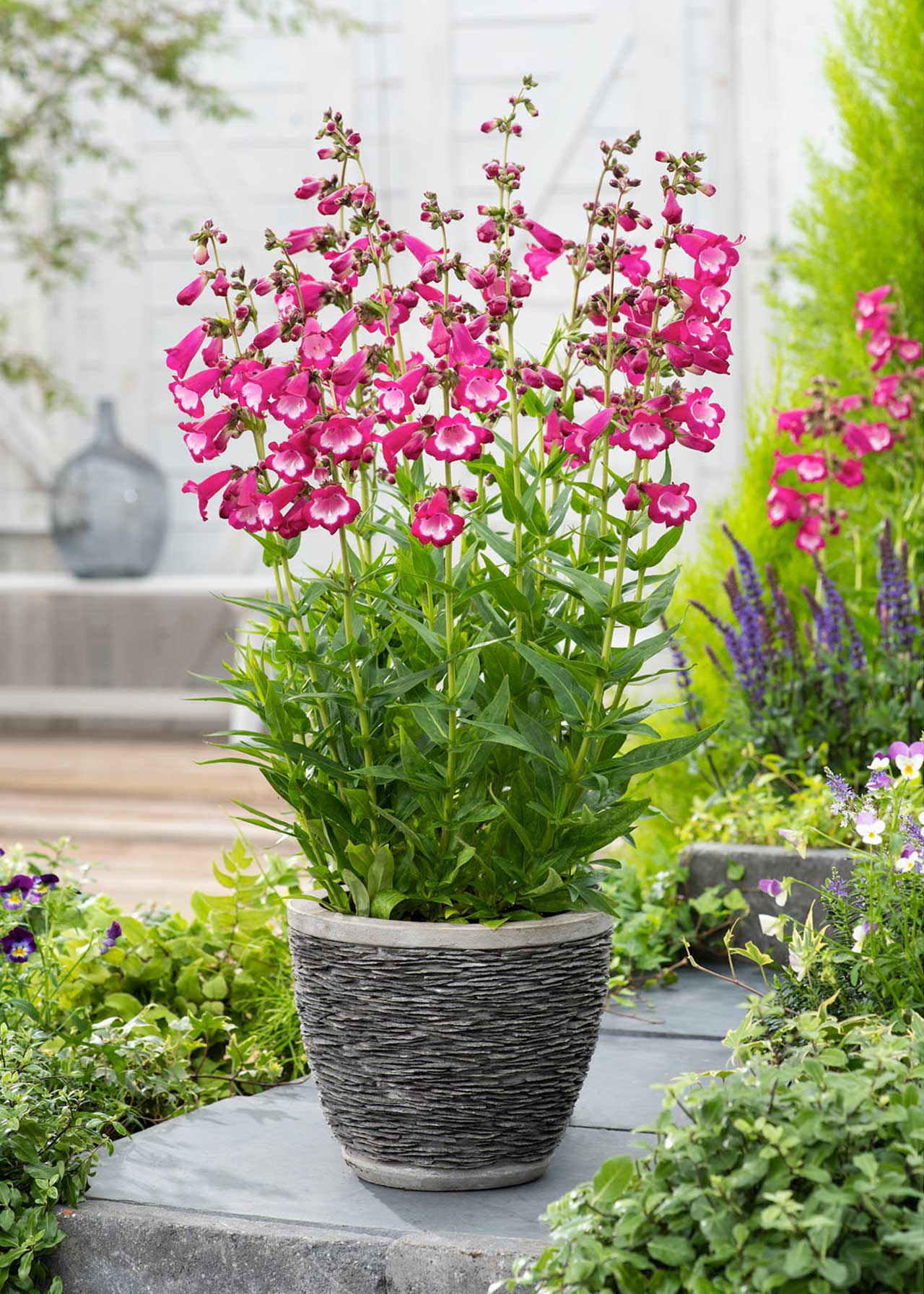 Penstemon Volcano Kilimanjaro 2ltr