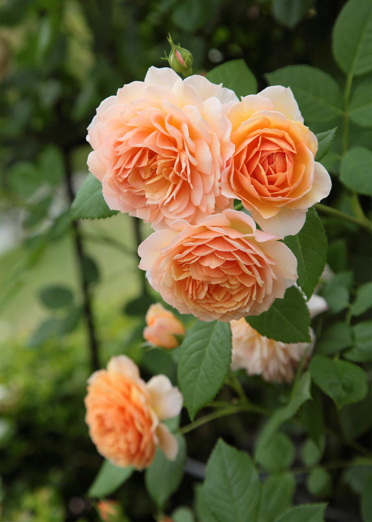 David Austin Rose 'Grace' 6ltr