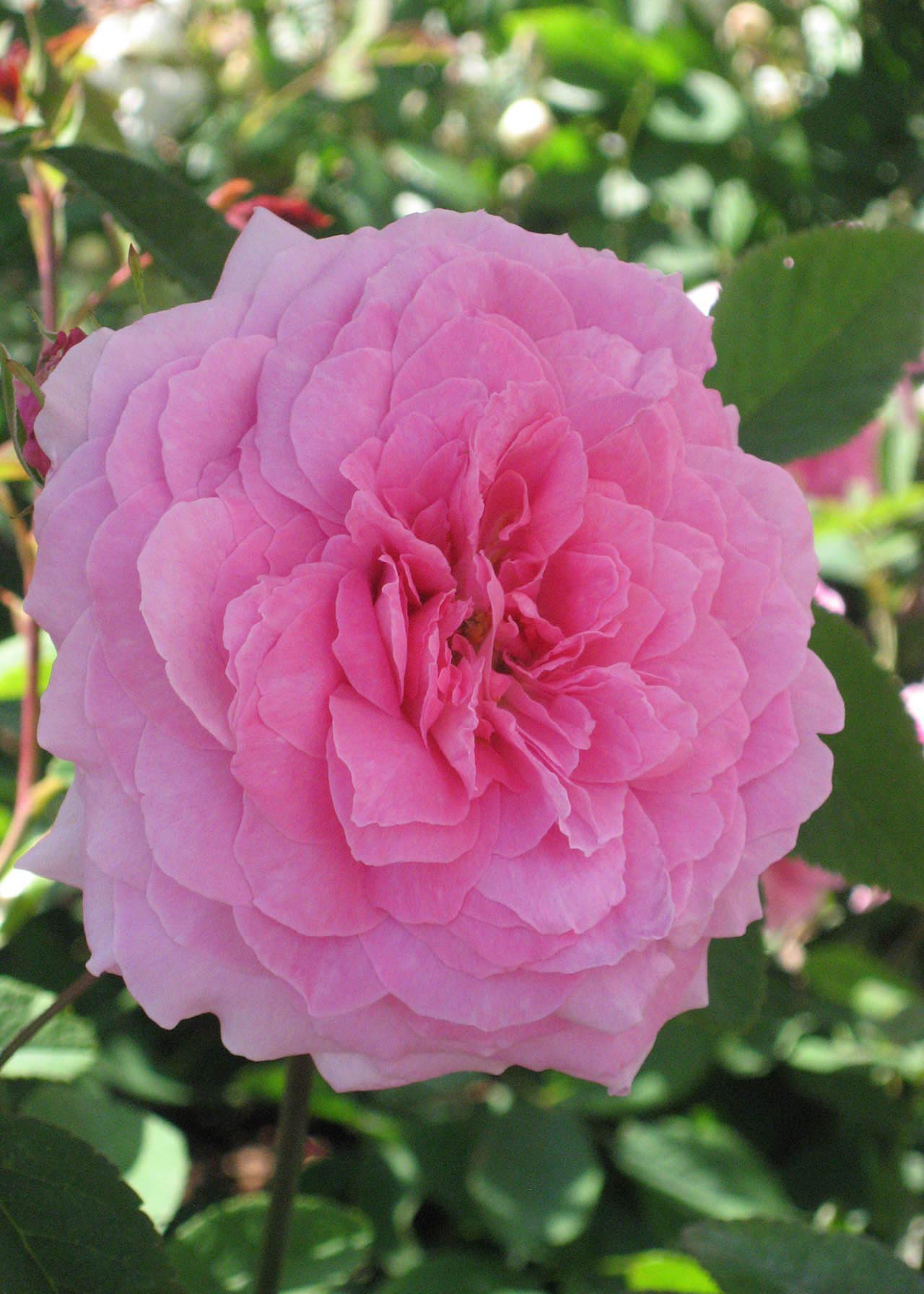 David Austin Rose 'The Mayflower' 6ltr