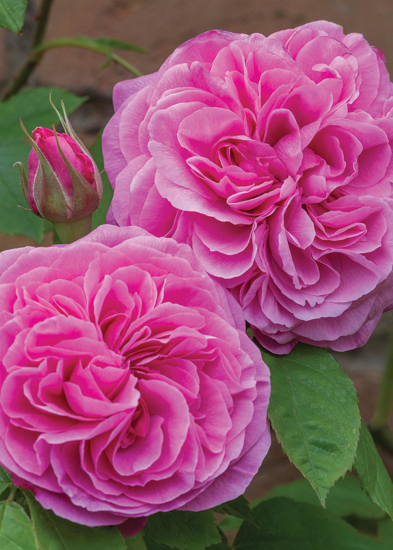 David Austin Rose 'Gertrude Jekyll' 6ltr