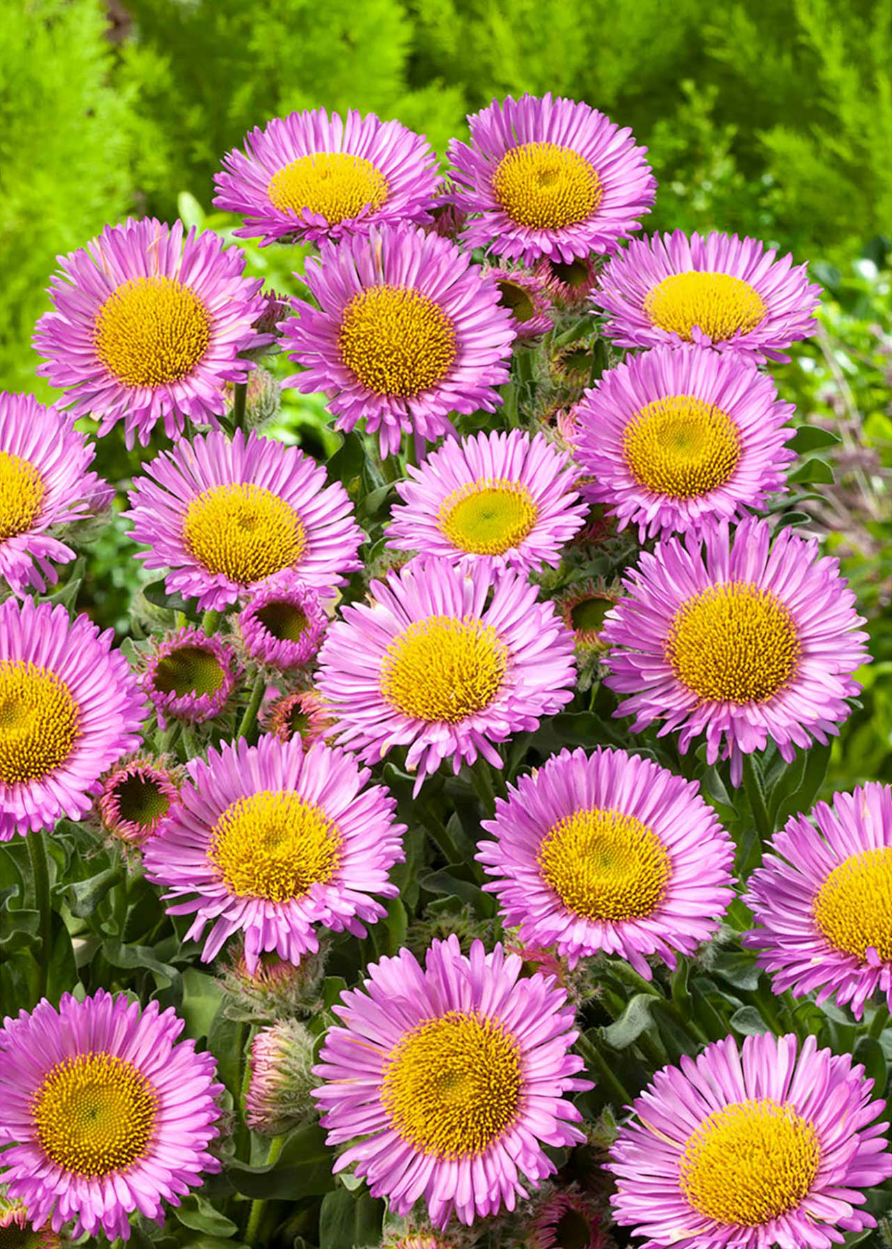 Erigeron Sea Breeze 3ltr
