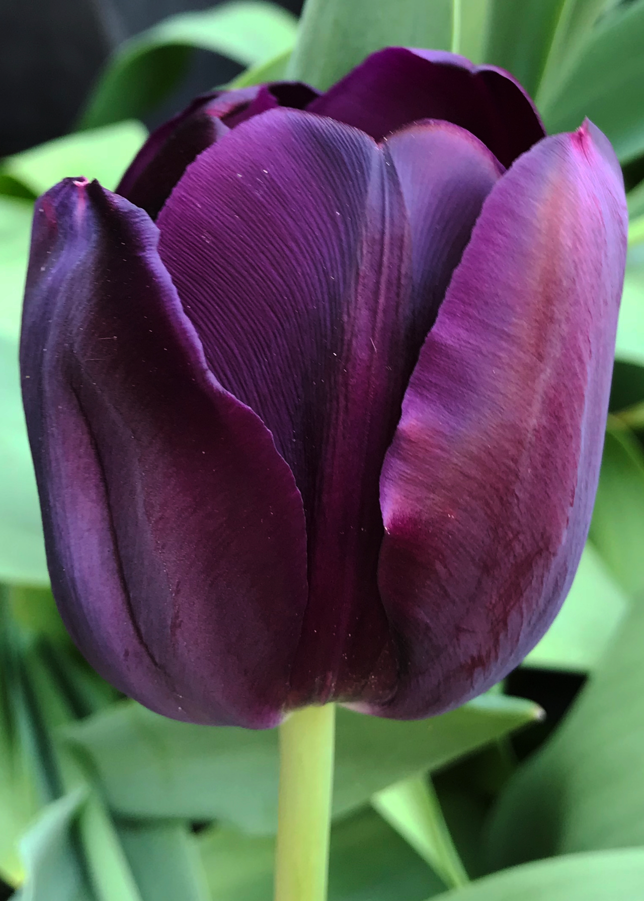 Tulip Queen of Night pack of 9