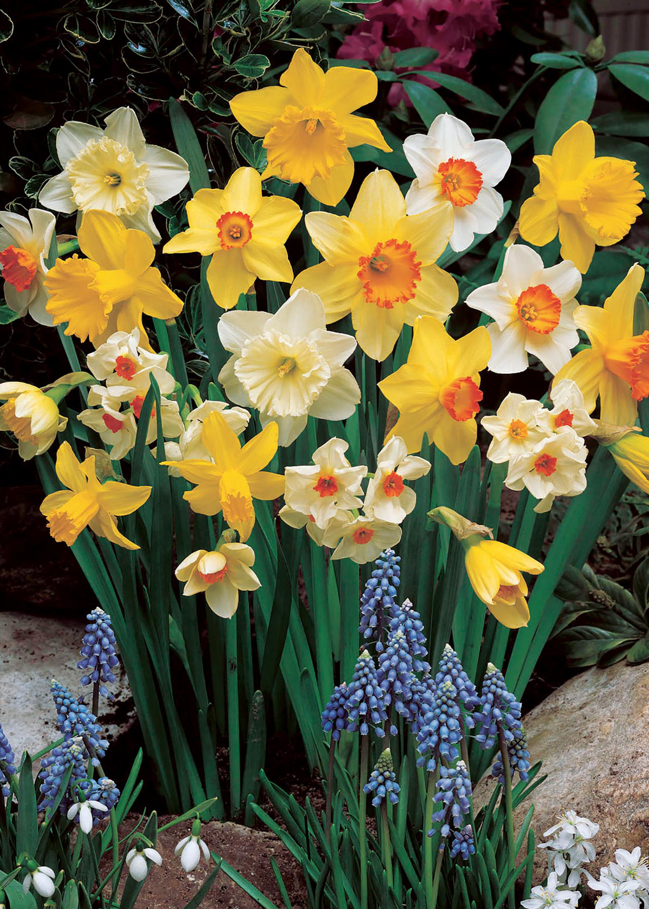 Daffoldil & Narcissi Mixed 5kg