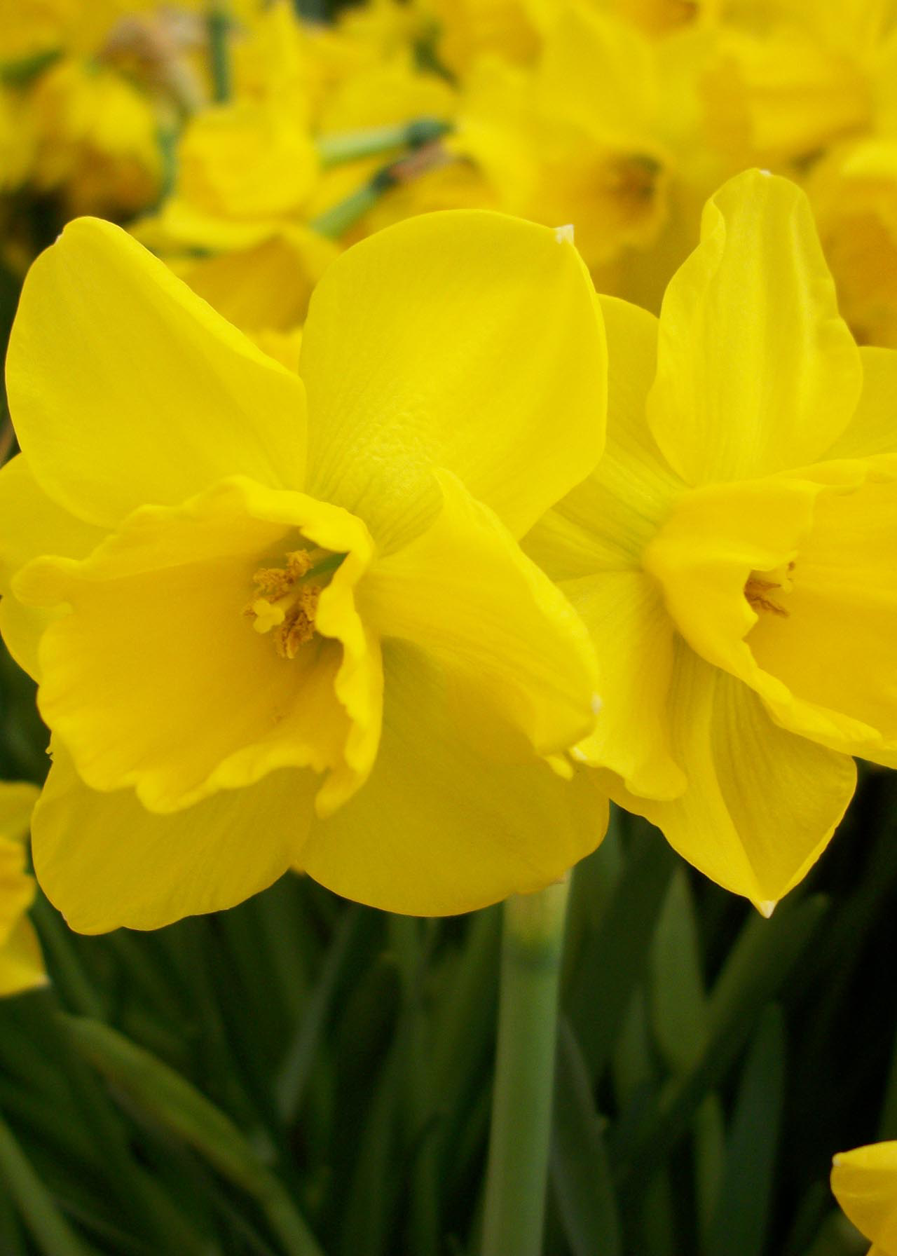 Daffodil (Narcissus) Quail Pack of 7