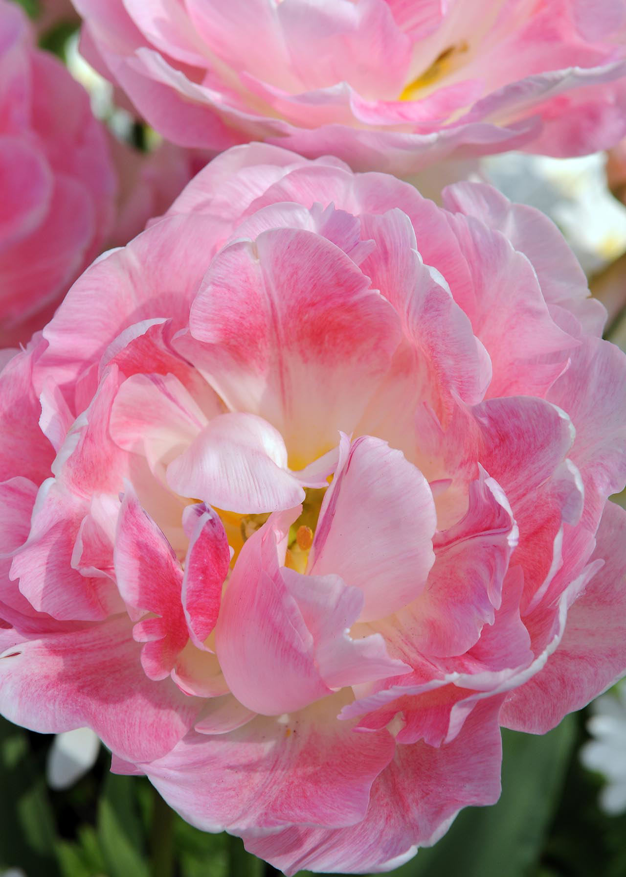 Tulip Peach Blossom pack of 5