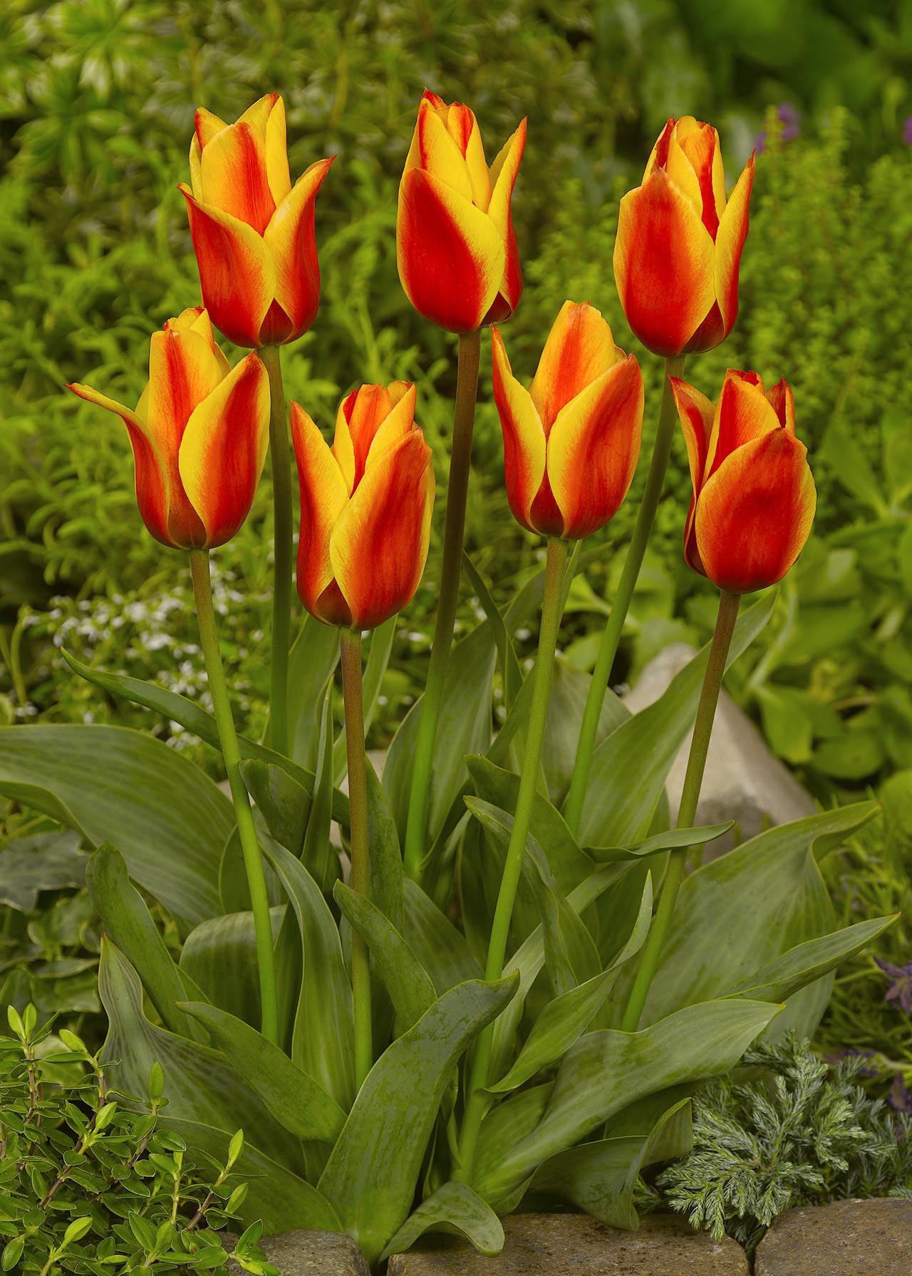 Tulip Cape Cod pack of 5