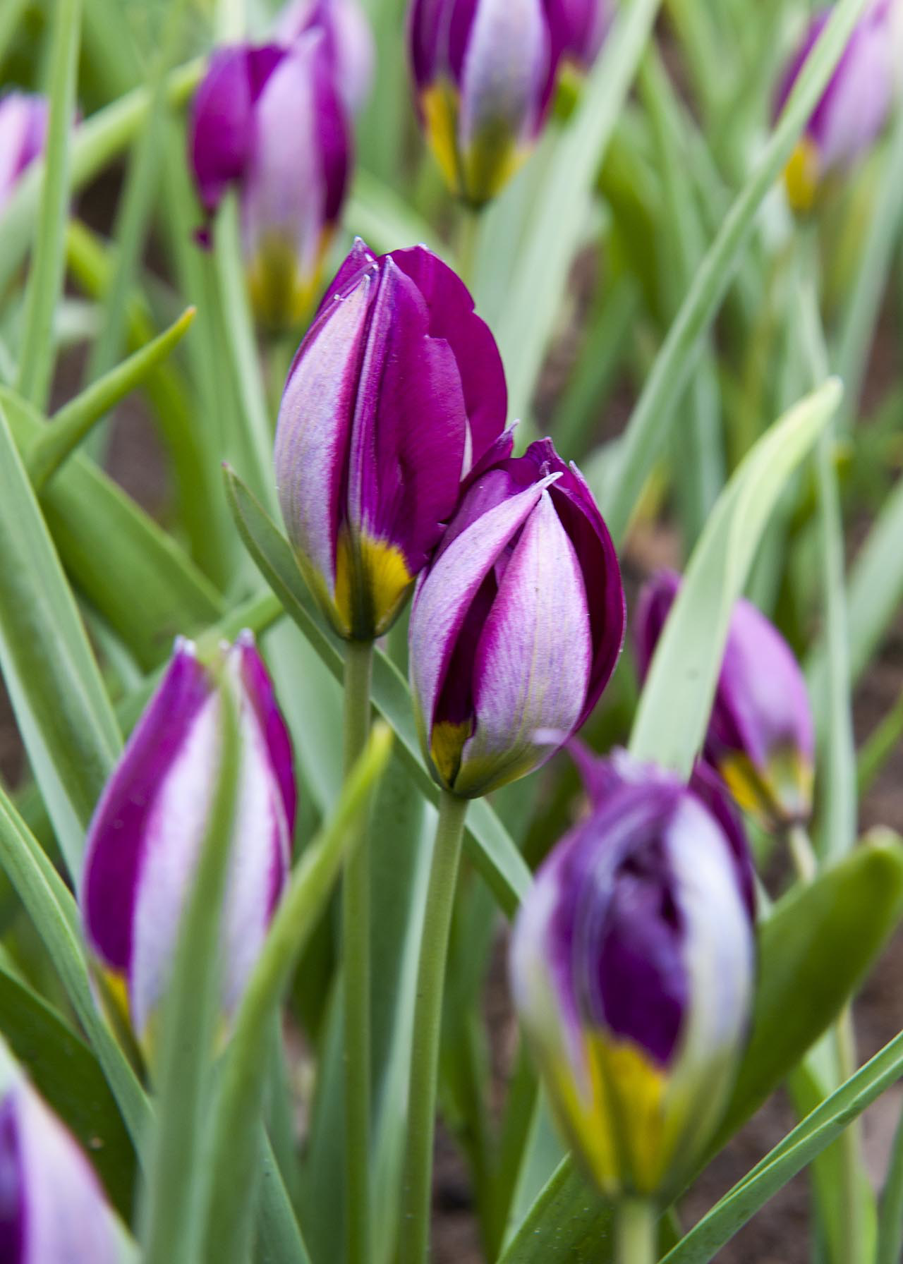 Tulip Humilis Persian Pearl pack of 5