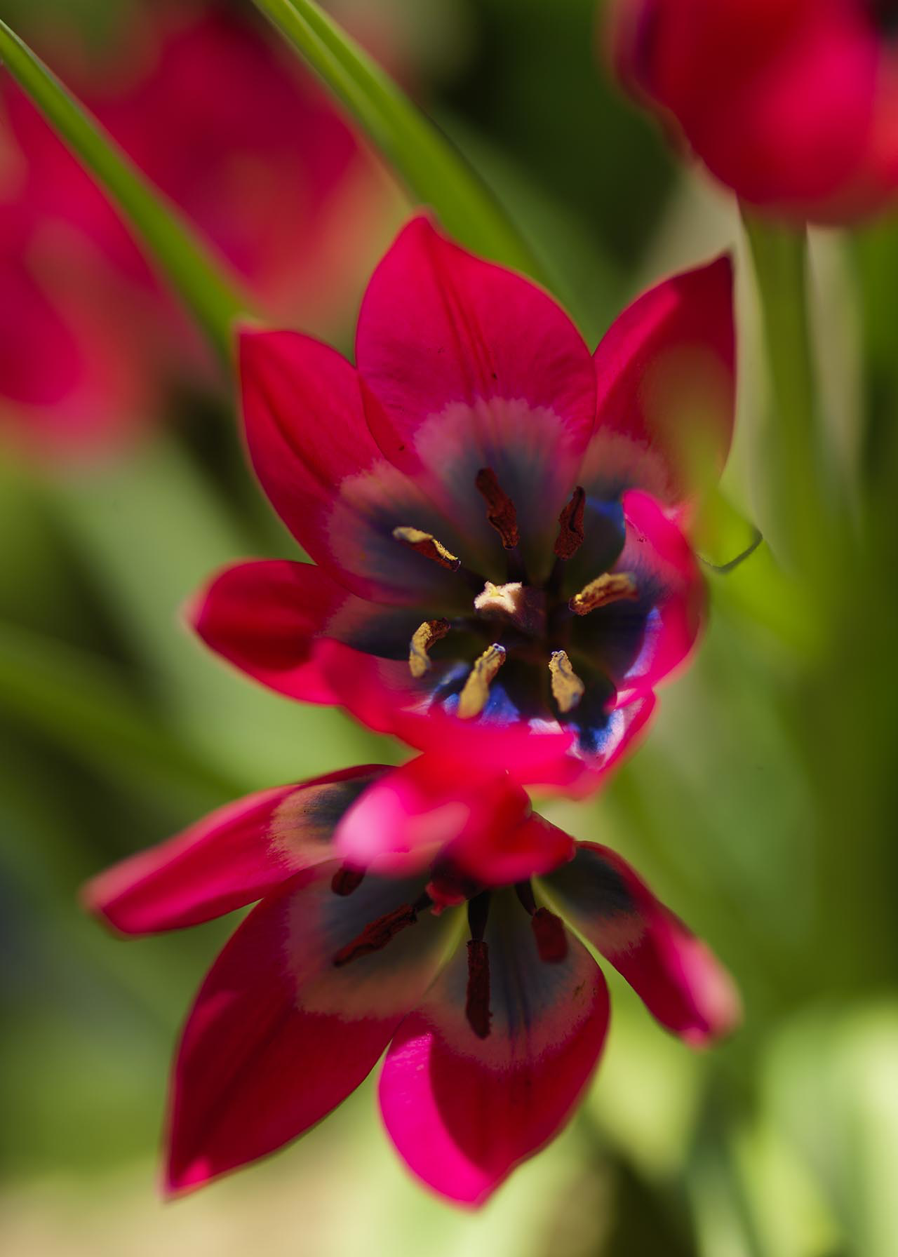 Tulip Little Beauty pack of 10