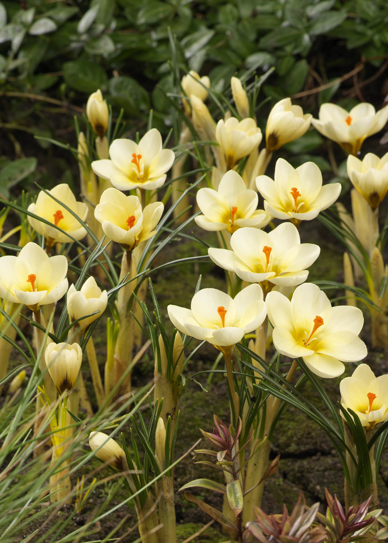 Crocus Cream Beauty (Specie) pack of 10