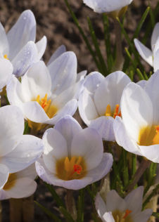 Crocus Ard Schenk Pack of 8