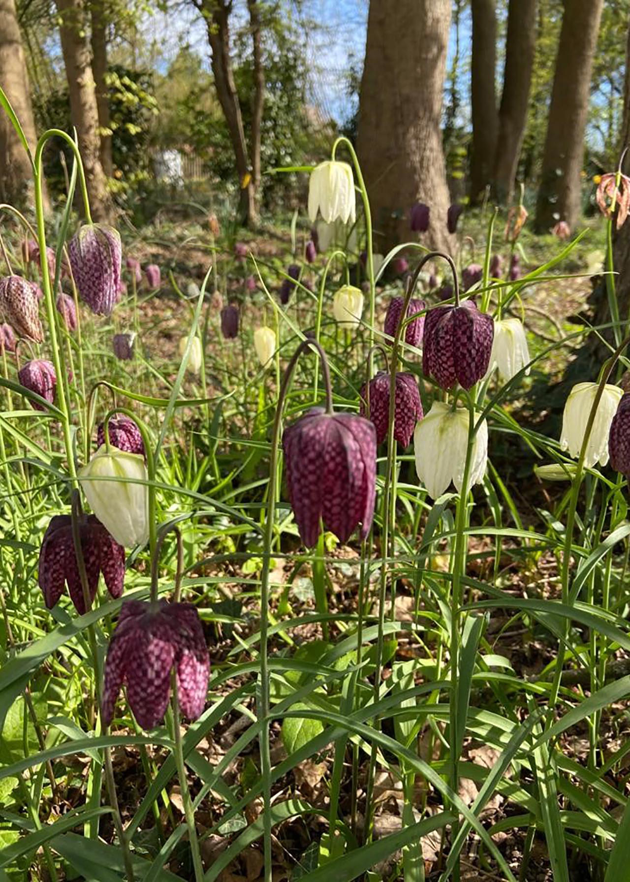 Fritillaria Meleagris Mixed pack of 6