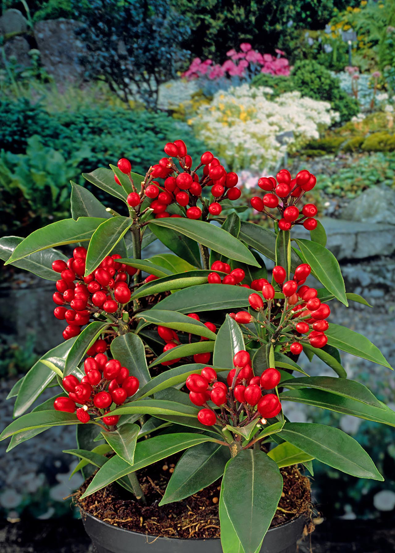 Skimmia Reevesiana 1.5ltr
