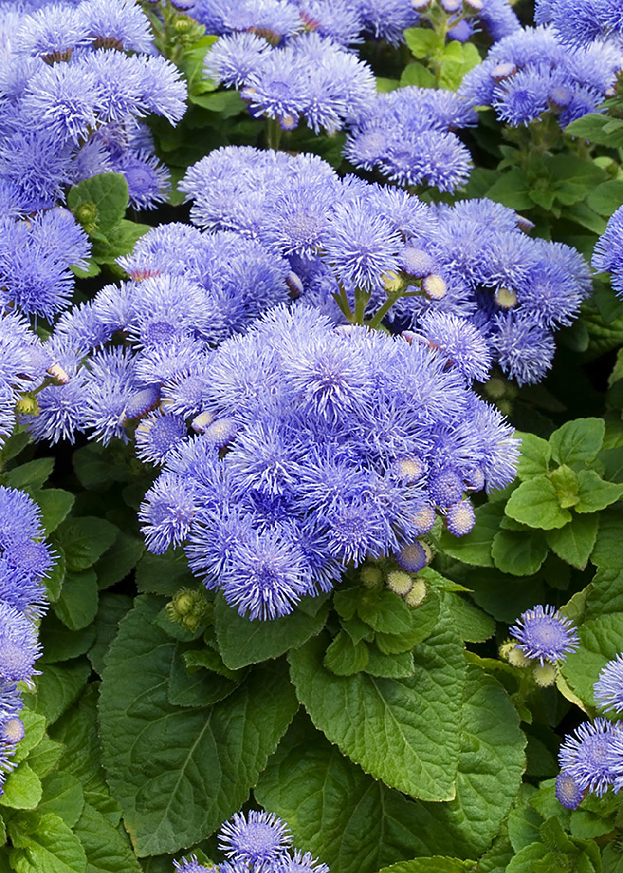 Ageratum Blue F1 Champion 6pk