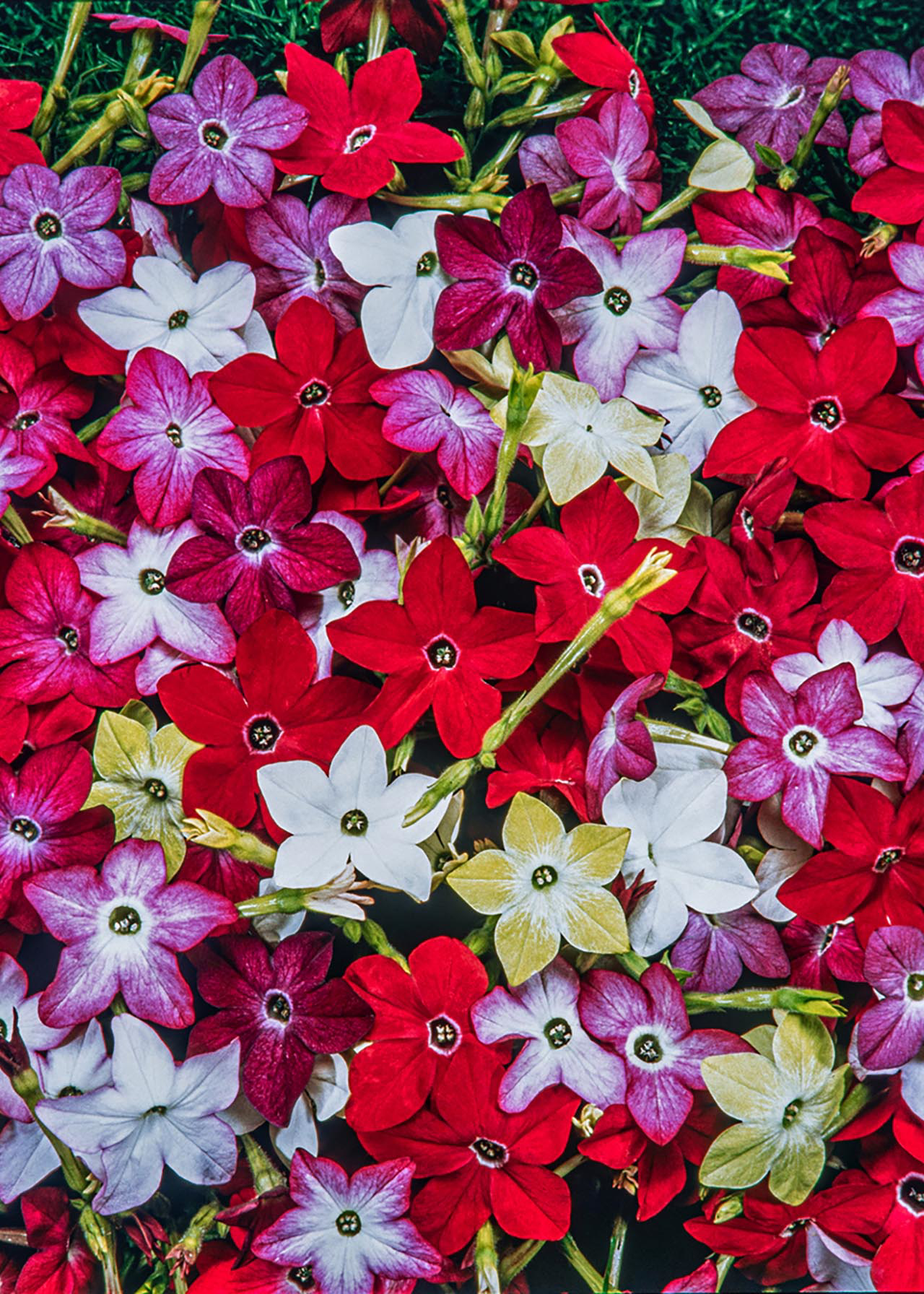 Nicotiana Cuba Mix 6pk