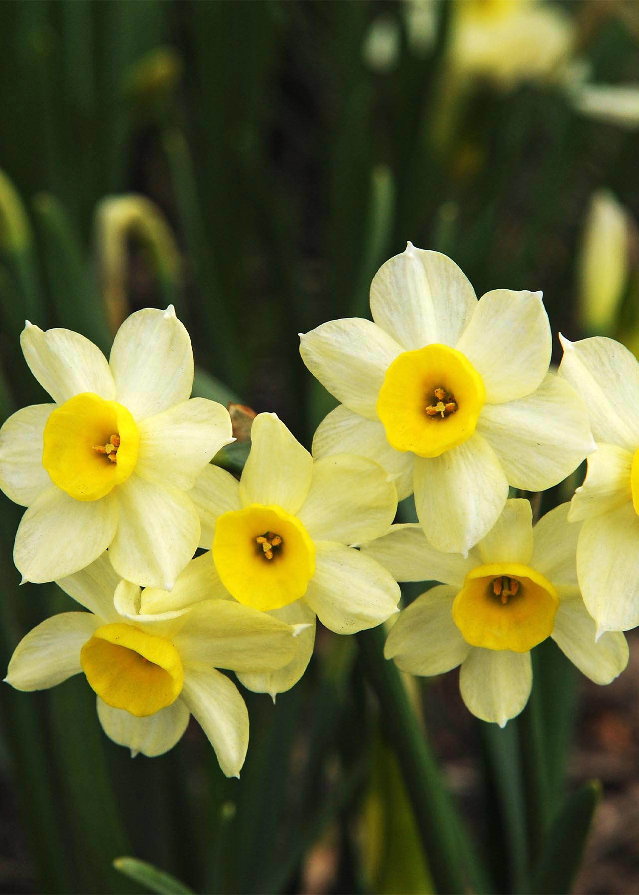 Daffodil (Narcissi) Minnow Pack of 18