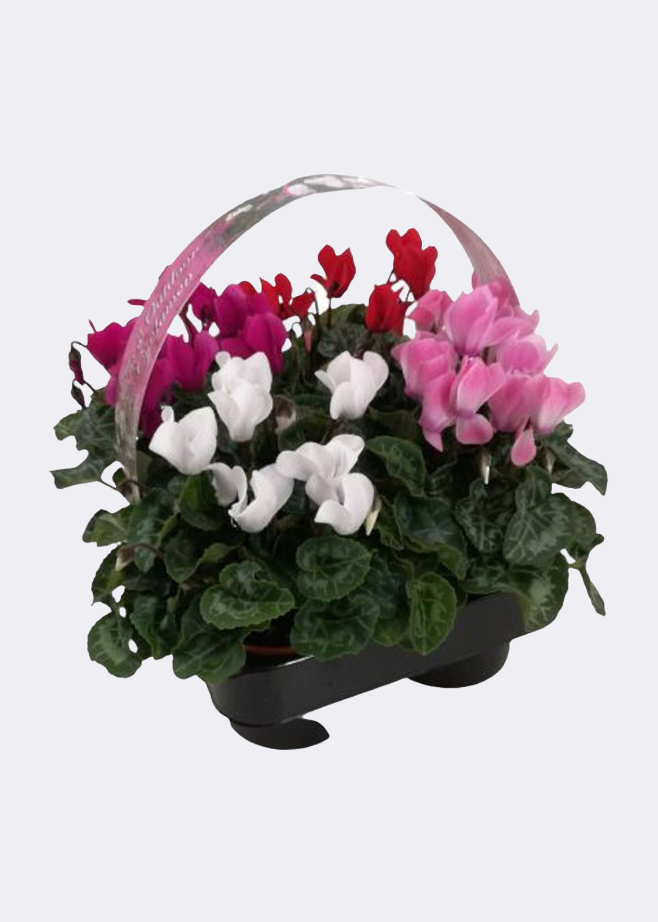 Cyclamen Mix 4pk
