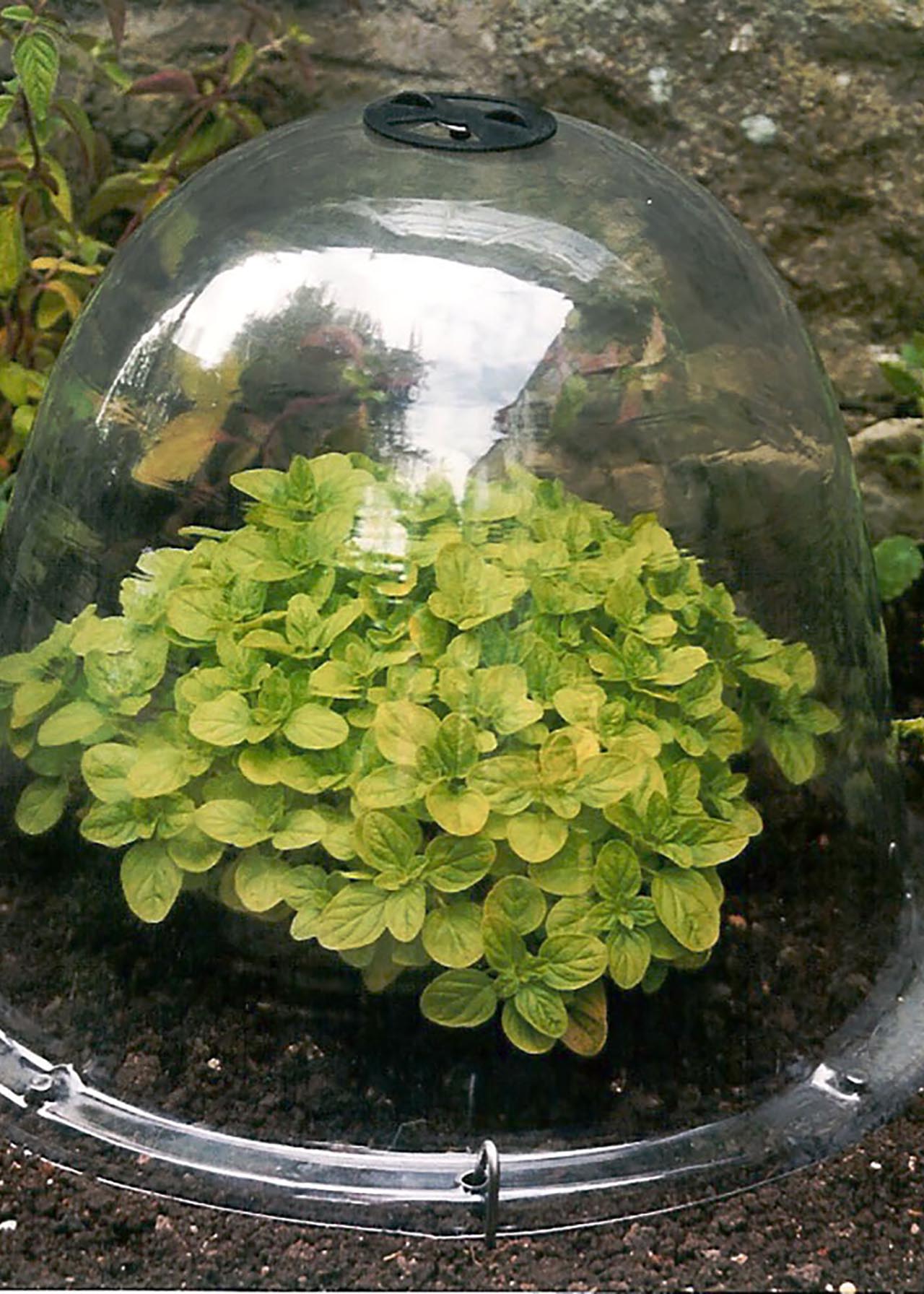 Original Victorian Bell Cloche - 3 pack