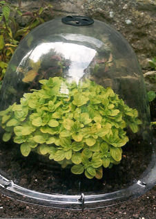Original Victorian Bell Cloche - 3 pack
