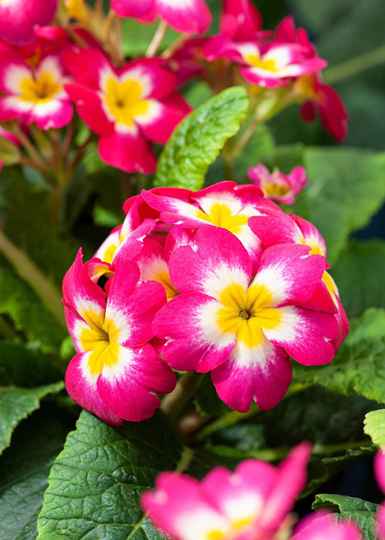 Polyanthus Mixed 6pk