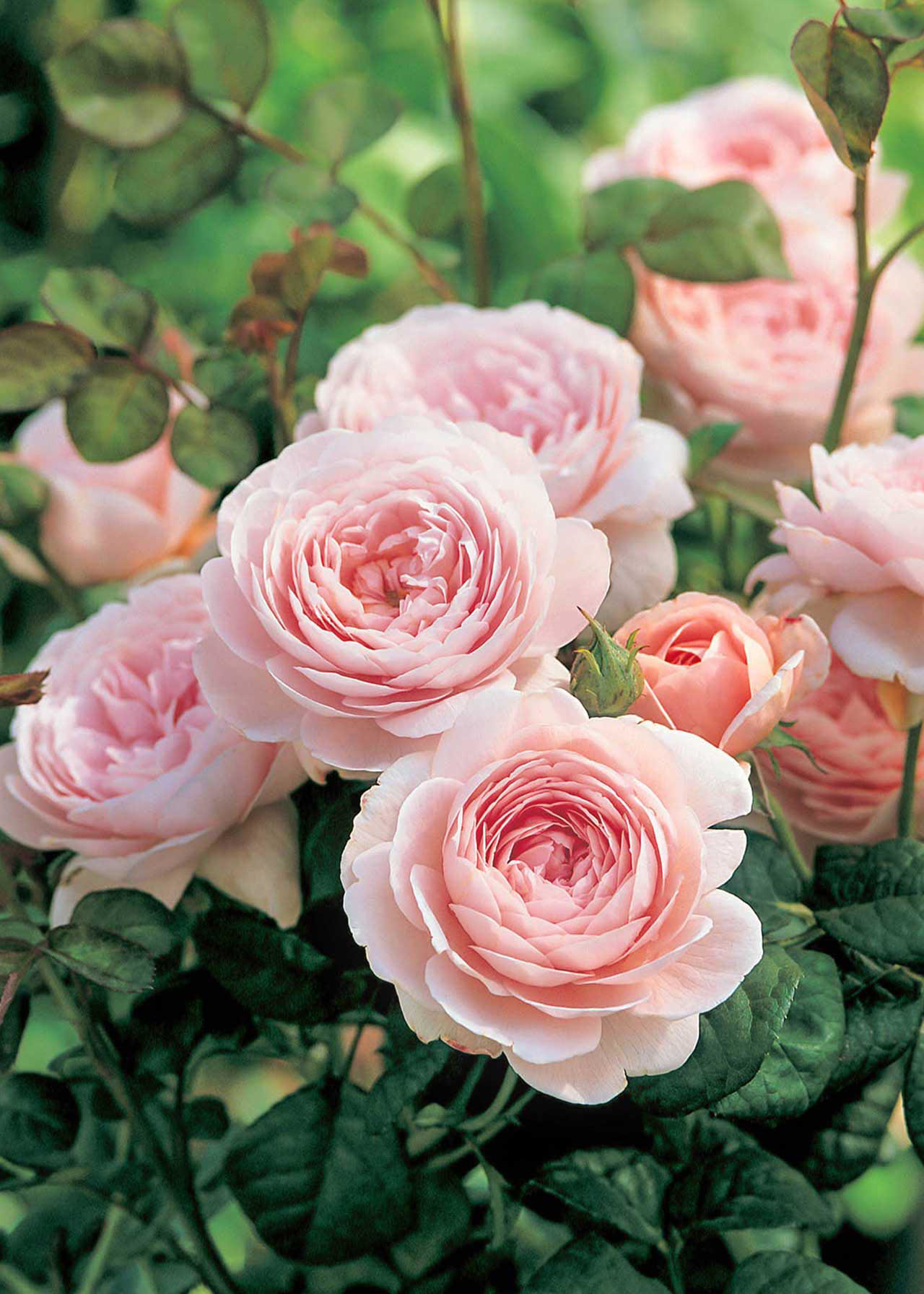 David Austin Rose 'Queen of Sweden' 6ltr