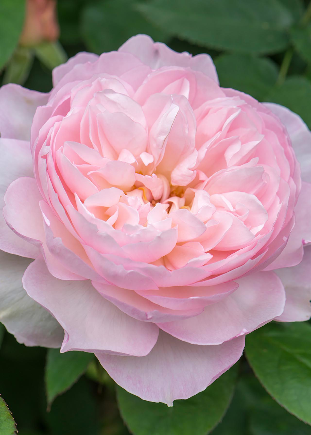 David Austin Rose 'Gentle Hermione' 6ltr