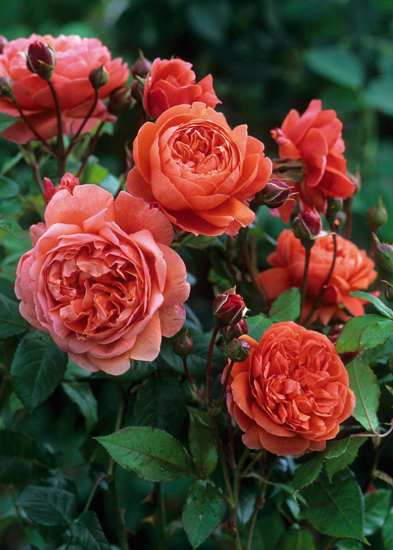 David Austin Rose 'Summer Song' 6ltr