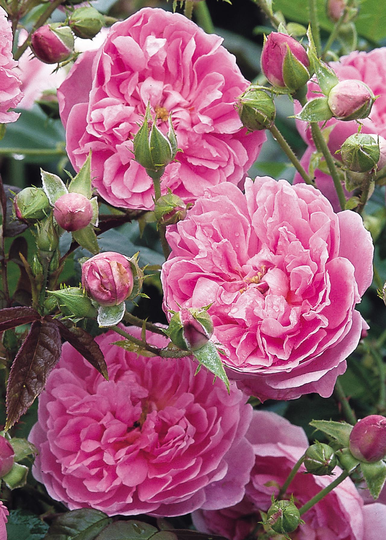 David Austin Rose 'Harlow Carr' 6ltr