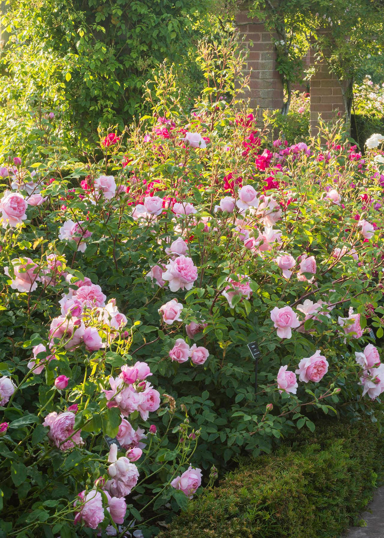 David Austin Rose 'Wildeve' 6ltr