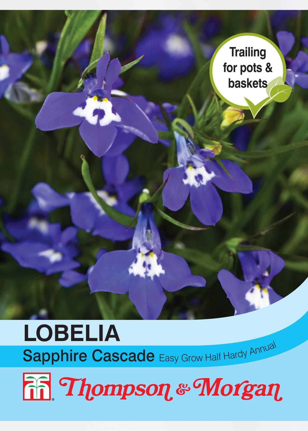 Lobelia (Trailing) Sapphire Cascade Seeds | Dobbies Garden Centres