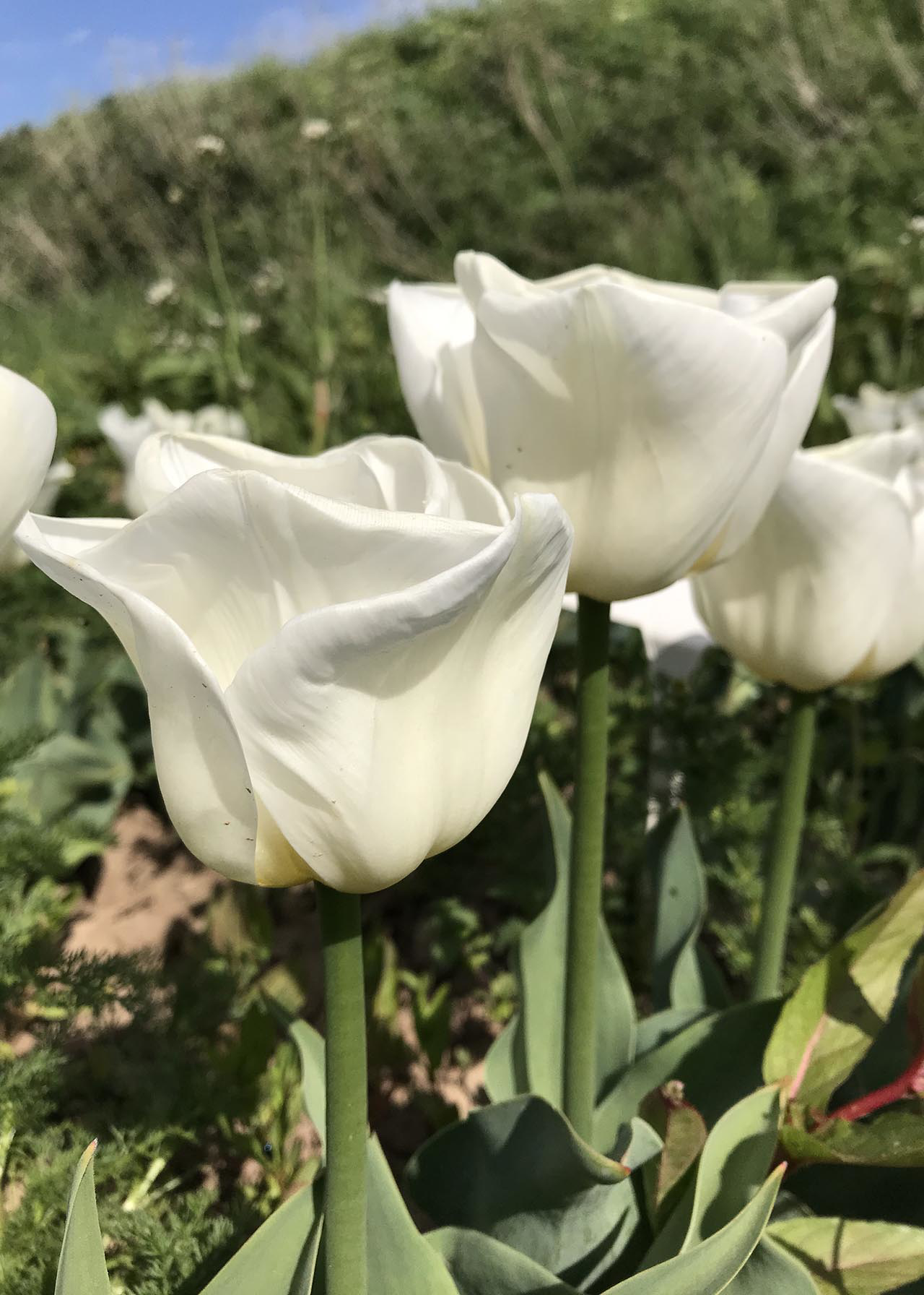 Tulip Calgary pack of 5