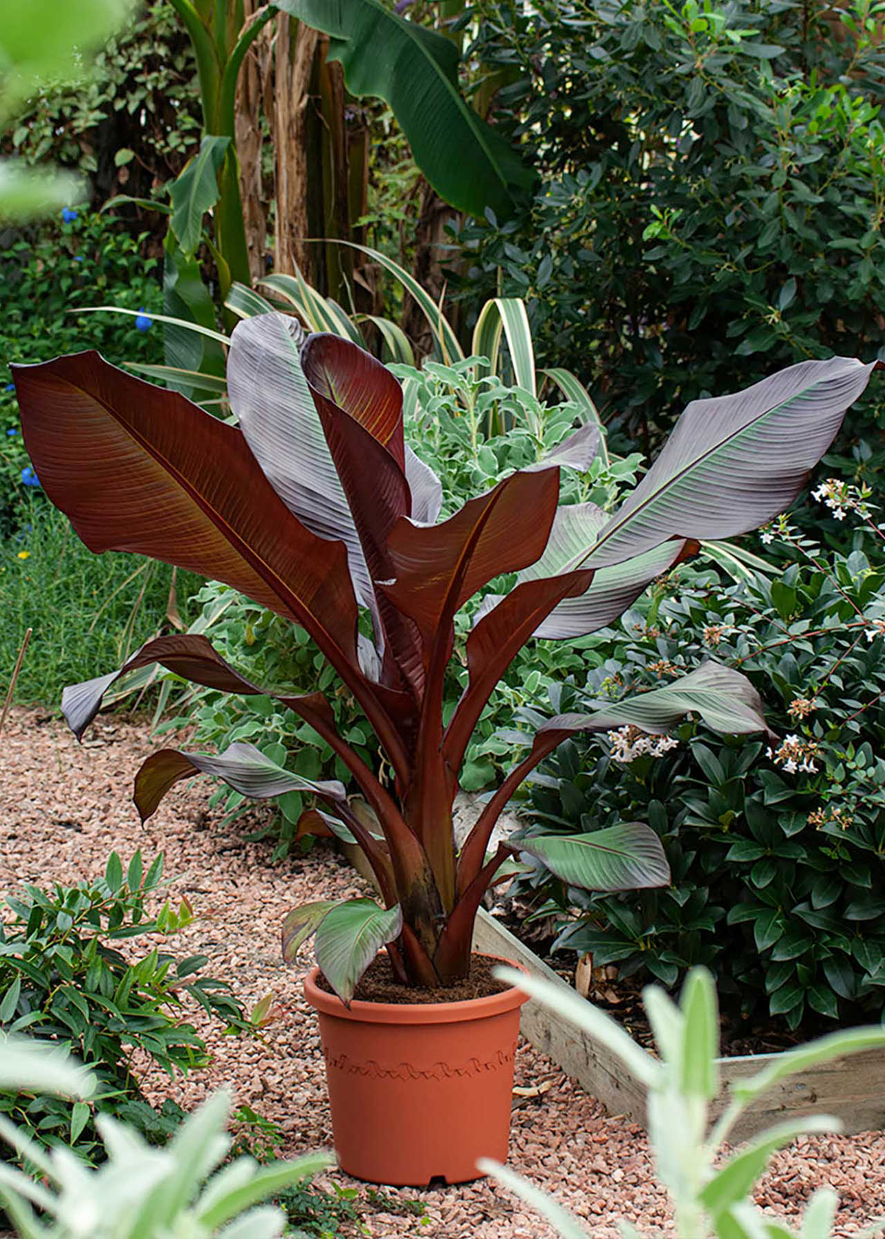 Ensete Maurelii 3ltr