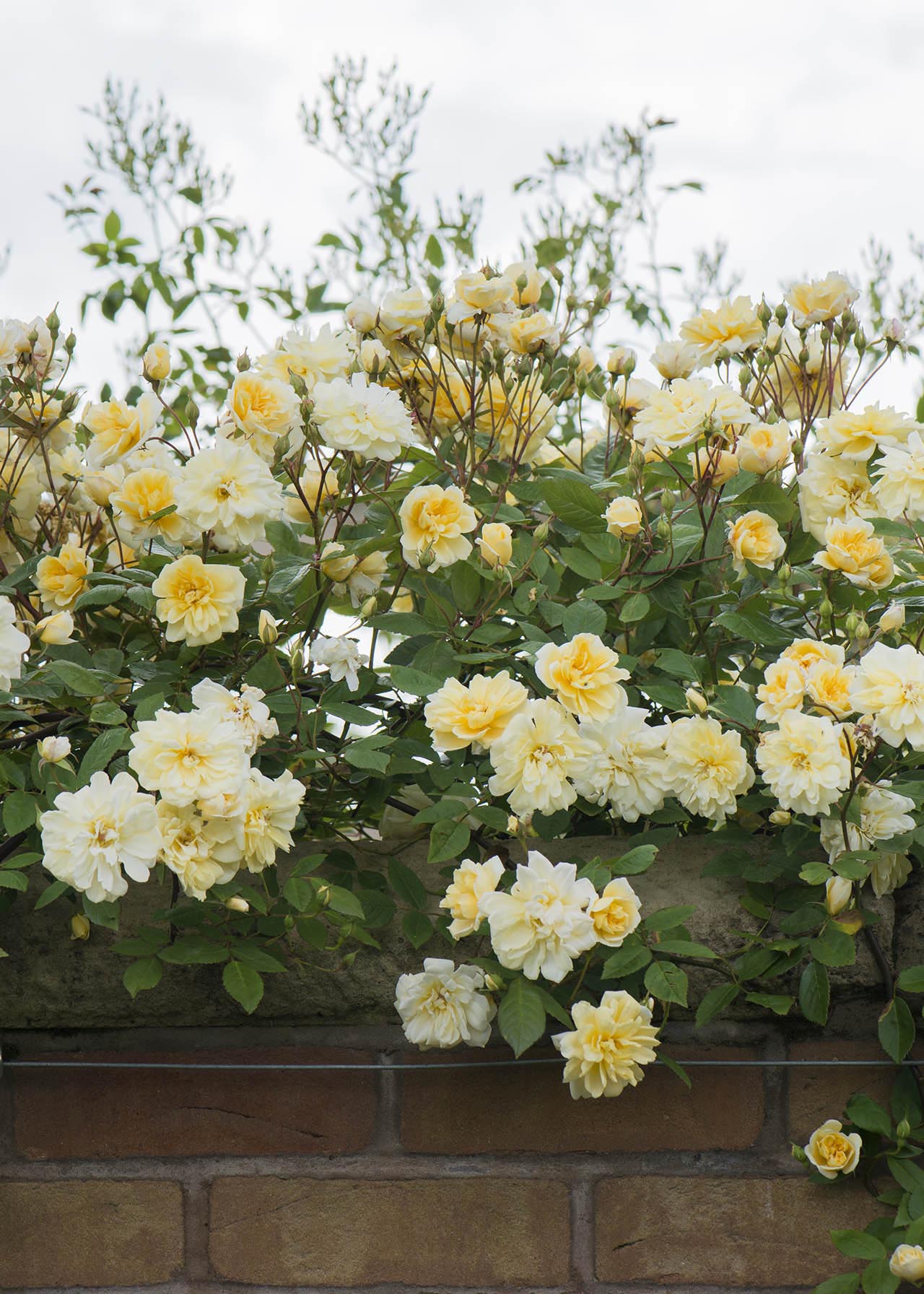 Dobbies Roses David Austin Climbing Rose 'Malvern Hills' 6ltr | Dobbies Garden Centres