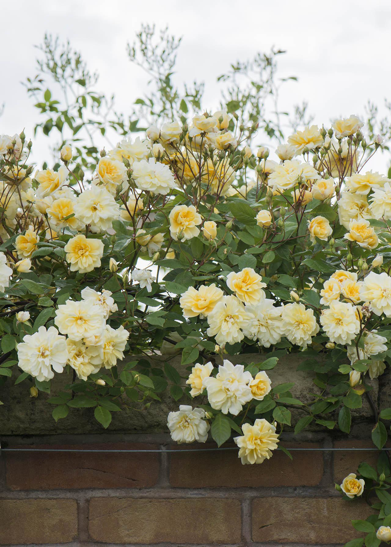 David Austin Climbing Rose 'Malvern Hills' 6ltr