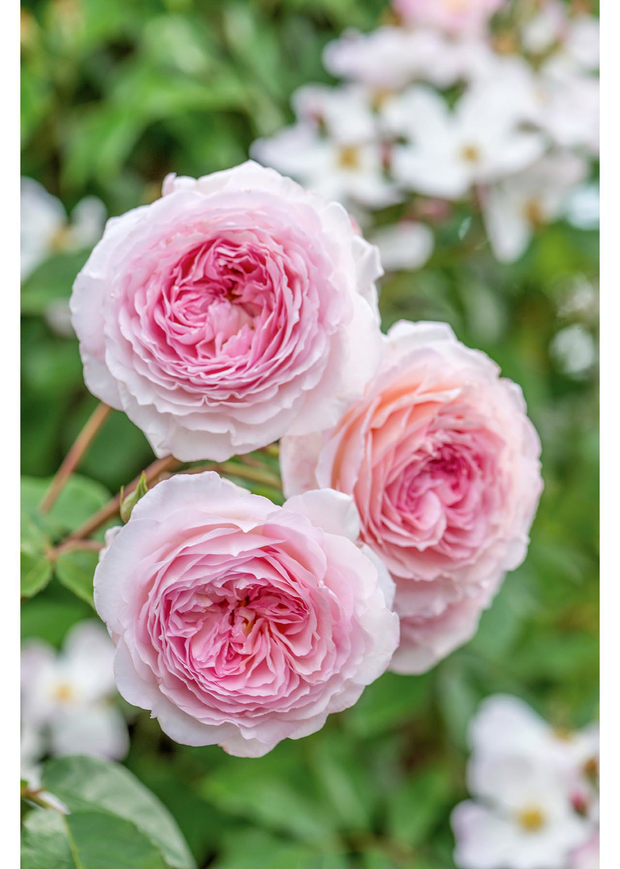 David Austin Climbing Rose 'James Galway' 6ltr