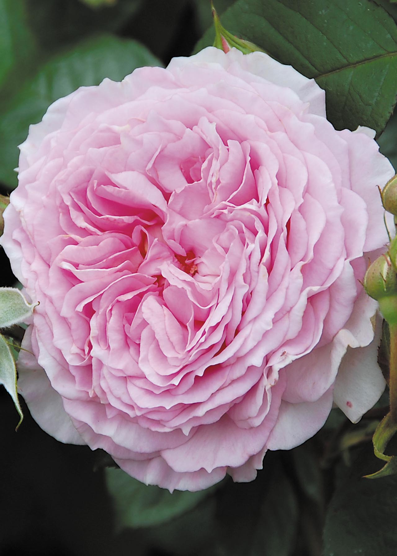David Austin Climbing Rose 'James Galway' 6ltr