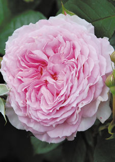 David Austin Climbing Rose 'James Galway' 6ltr