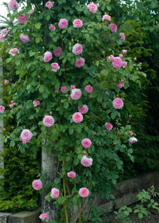 David Austin Climbing Rose 'James Galway' 6ltr