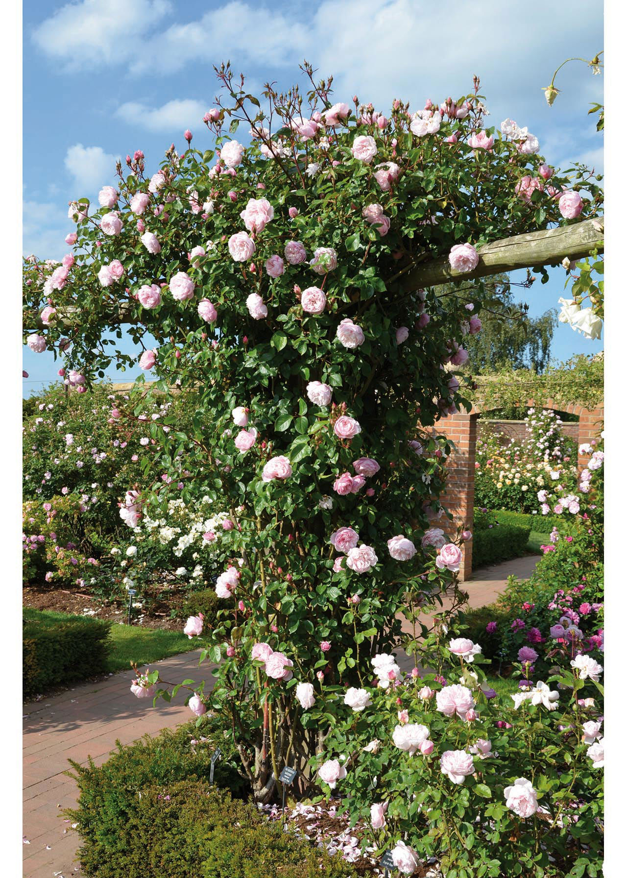 Dobbies Roses David Austin Climbing Rose 'The Generous Gardener' 6ltr | Dobbies ...