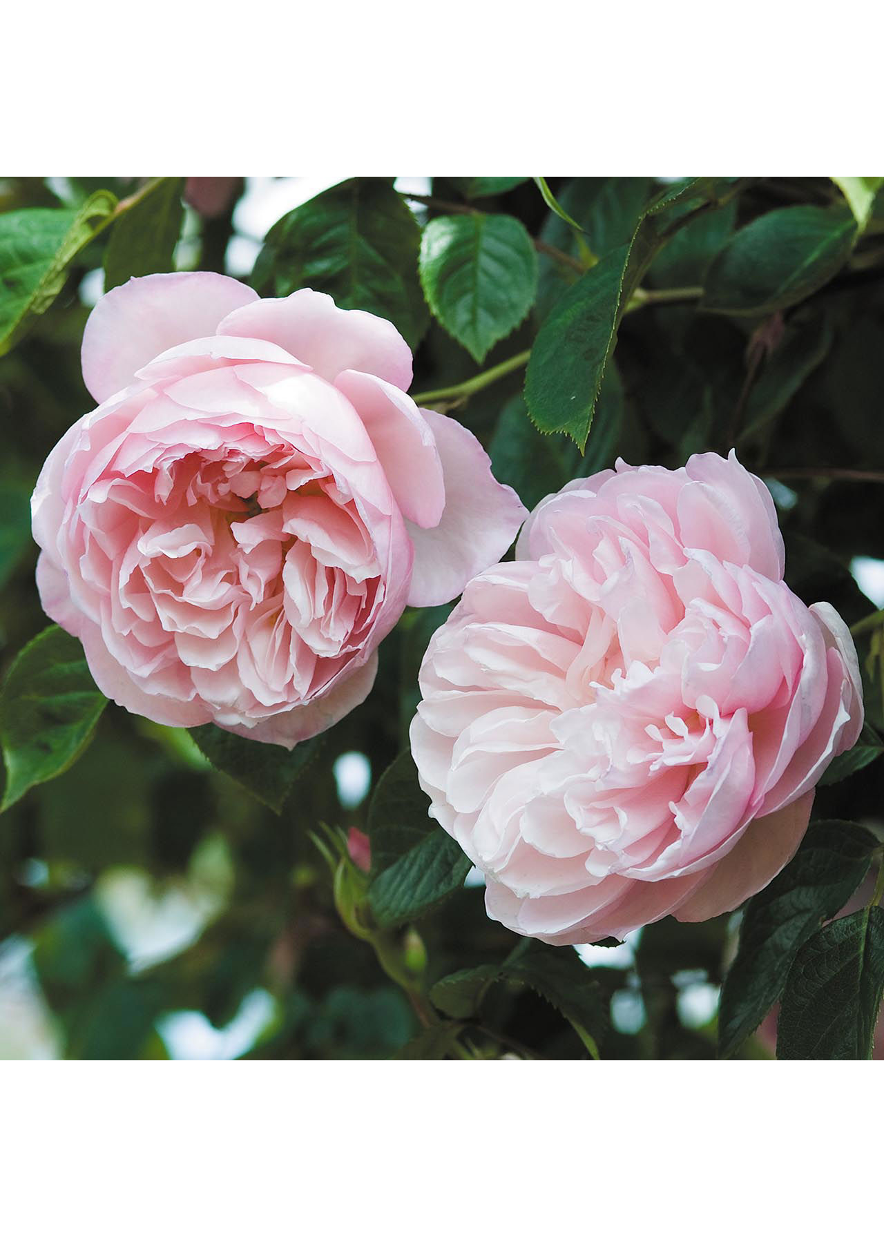 Dobbies Roses David Austin Climbing Rose 'The Generous Gardener' 6ltr | Dobbies ...