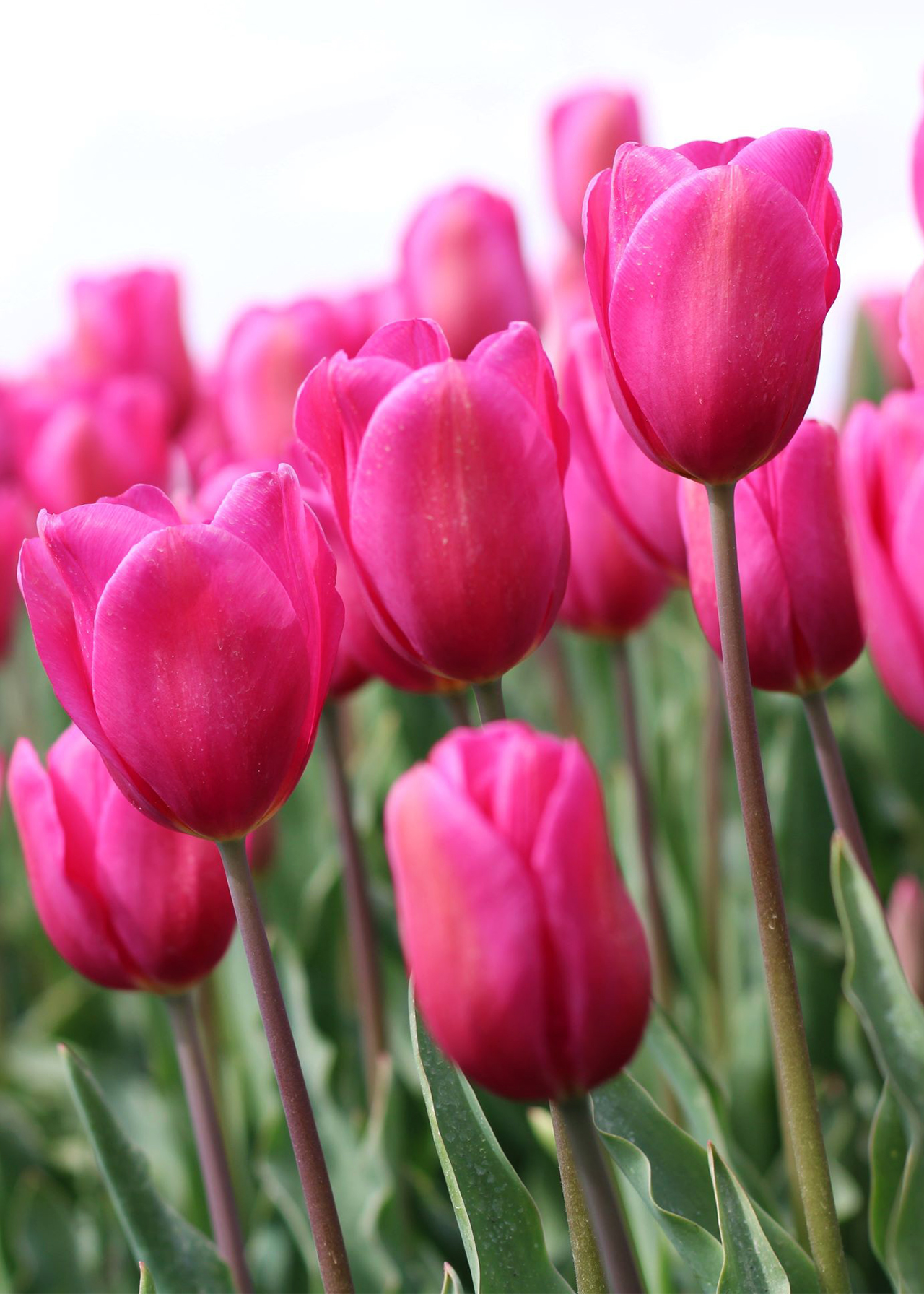 Tulip Involve pack of 5