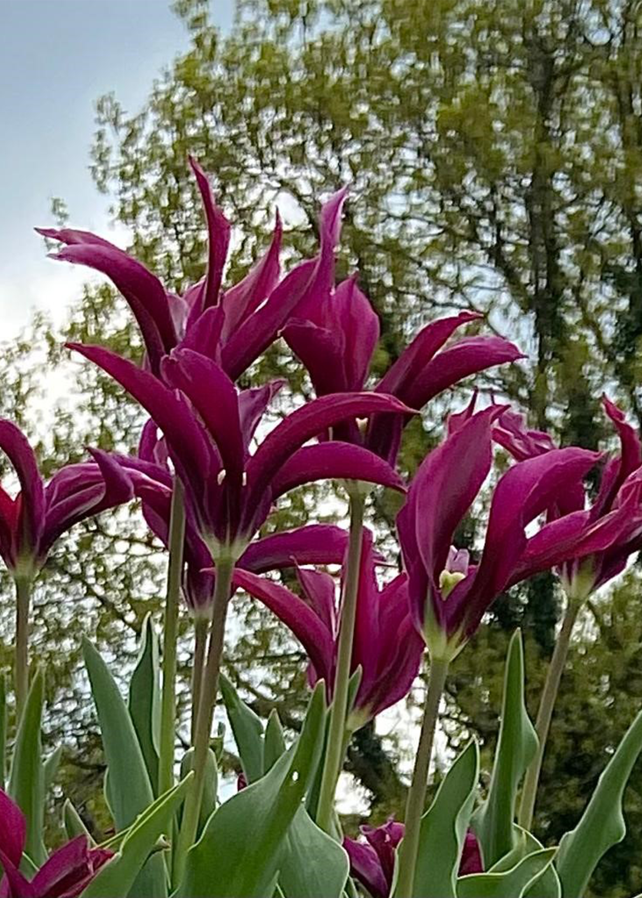Tulip Purple Doll pack of 5