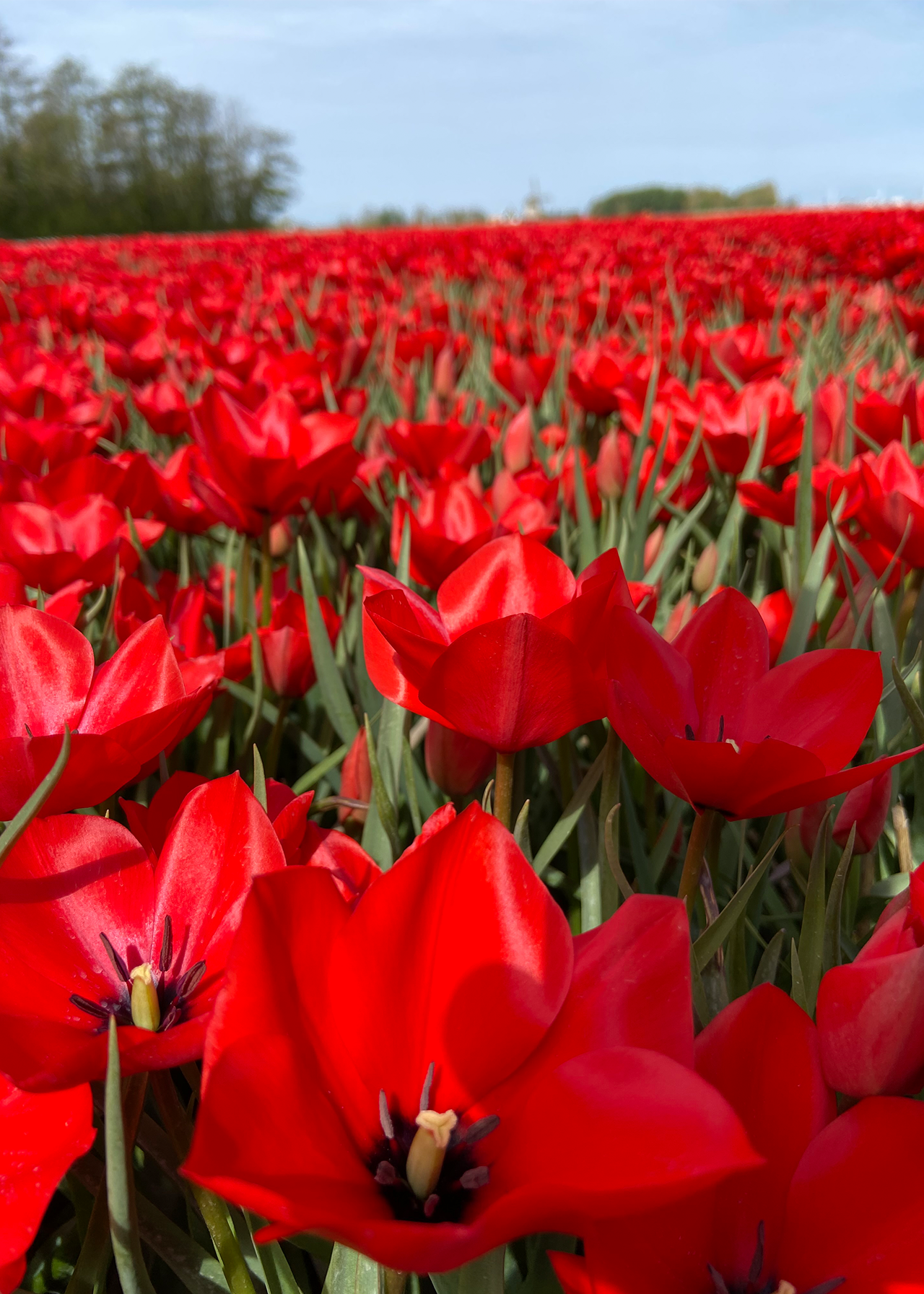 Tulip Red Hunter pack of 5