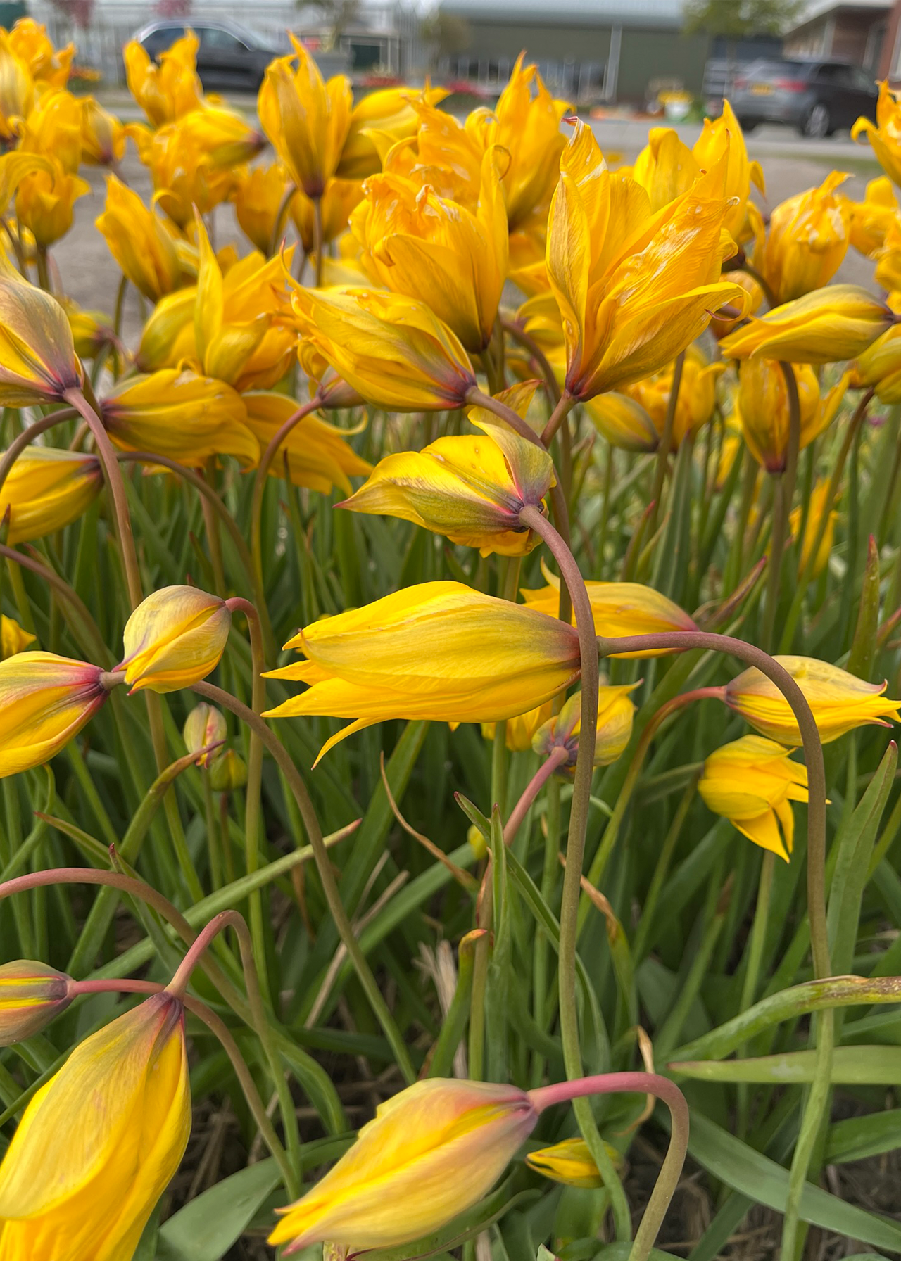 Tulip Sylvestris pack of 7