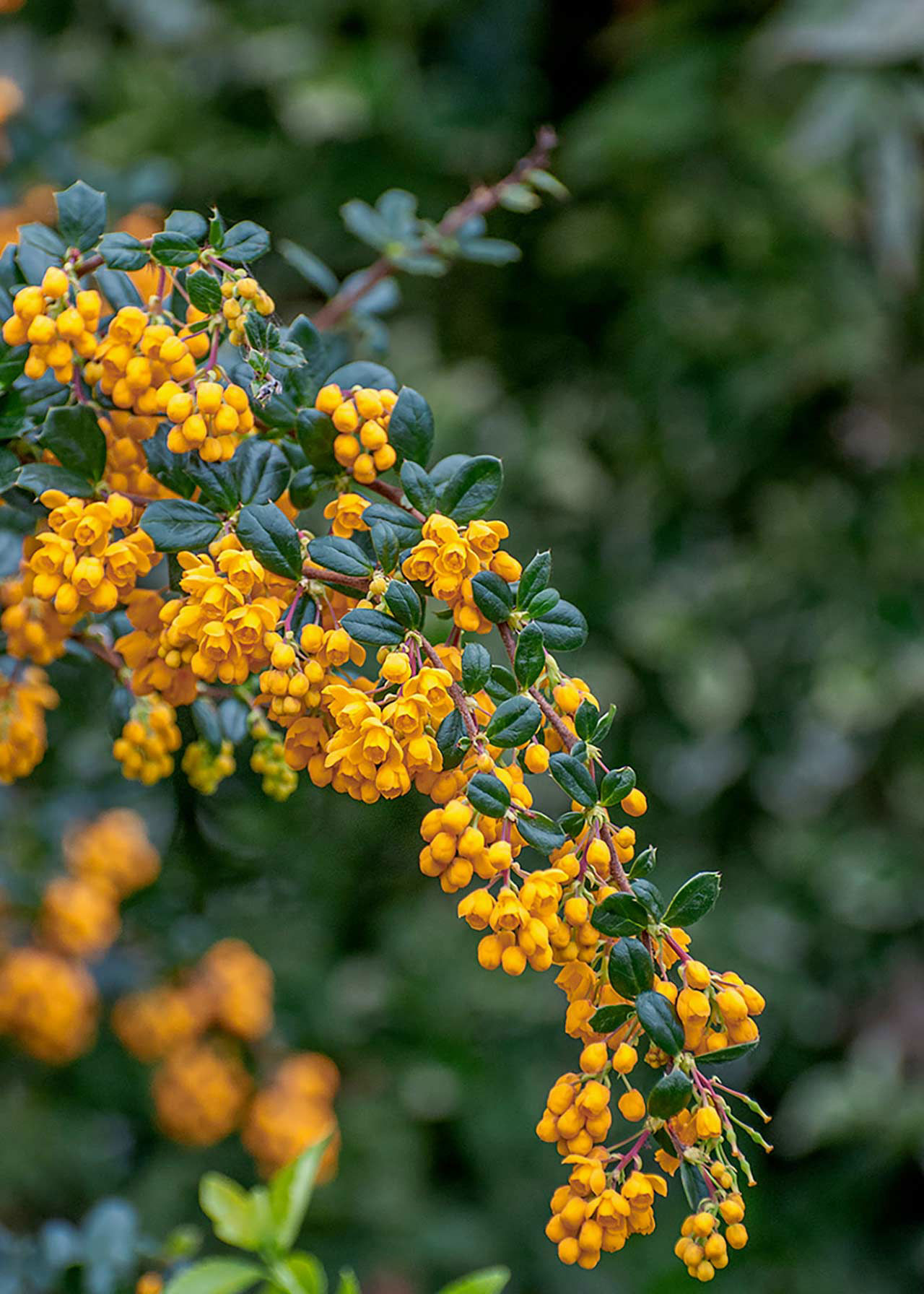 Berberis Darwinii Nana 3ltr